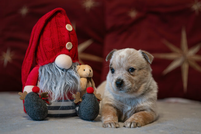 Tento obrázek nemá vyplněný atribut alt; název souboru je DSC08253-Enhanced-NR-Edit-1-644x429.jpg.